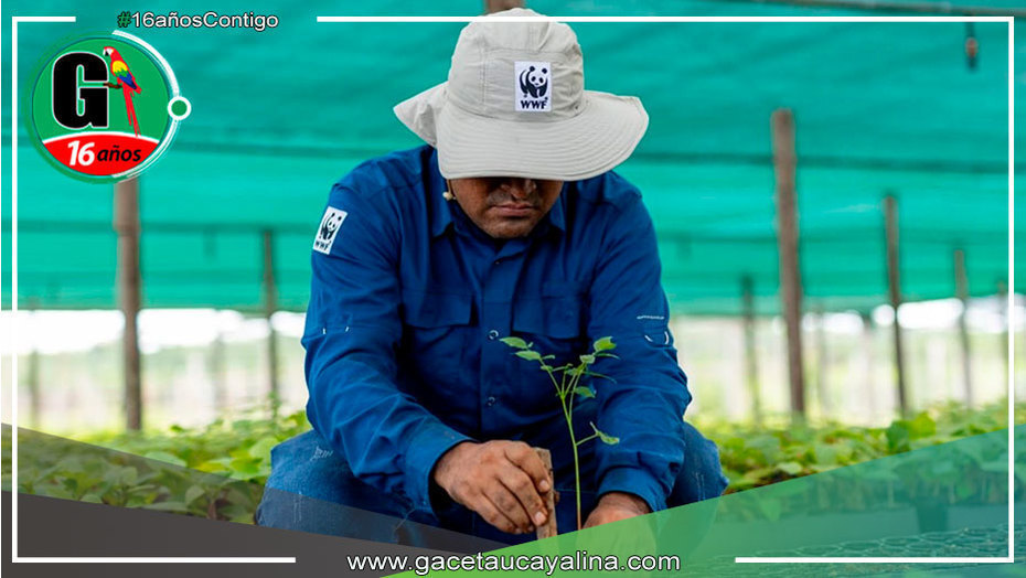 Madre de Dios sembrarán 126 000 plantas de especies nativas Gaceta