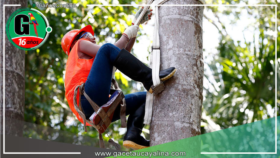 loretanos de comunidades nativas se lucieron como escaladores de aguaje