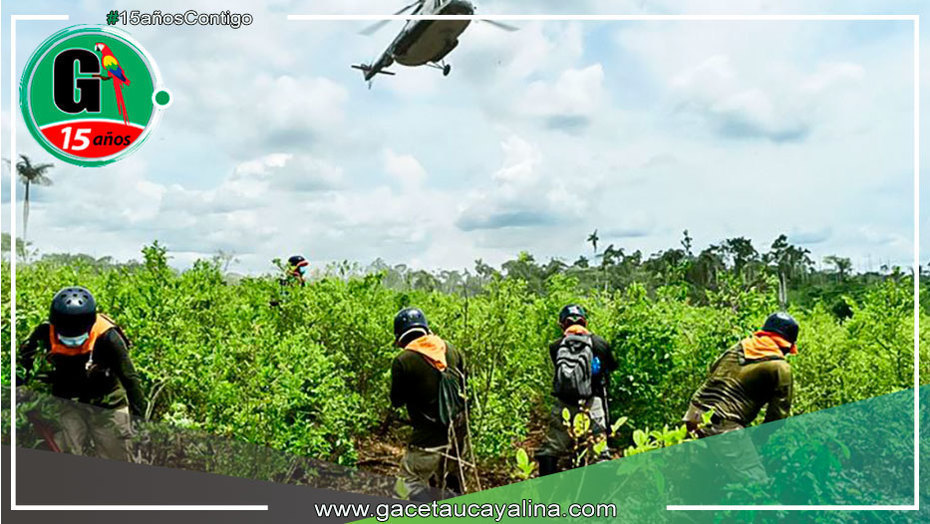 Erradican Más De 250 Hectáreas De Cultivos Ilegales De Hoja De Coca En ...