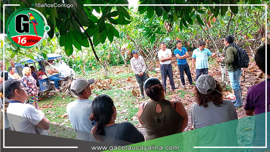 Municipalidad de Campo Verde capacita a productores en técnicas de injerto de cacao